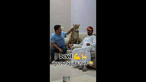 animal attack