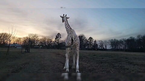 Giraffe in the pasture...