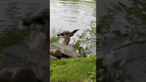 A cute duck at the park