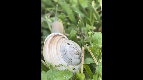 Snail