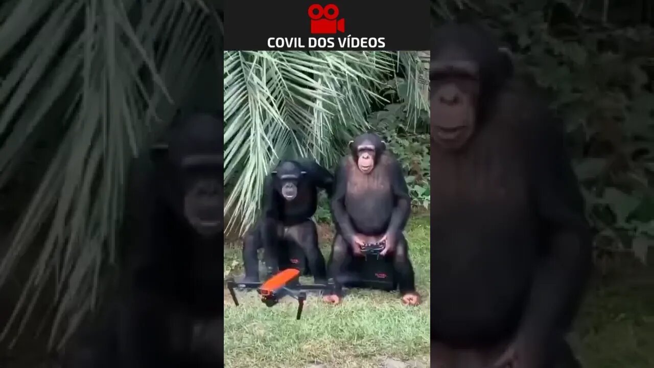 😮😮😮 macaco pilotando um drone