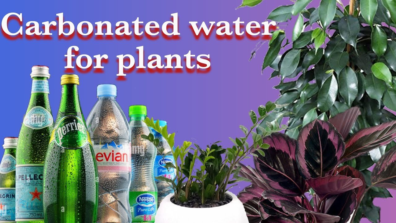 Carbonated water benefits for indoor plants