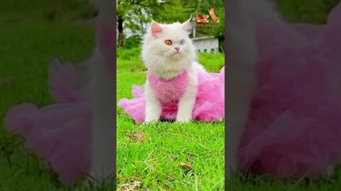 my pretty cat in pink #adorablecats #Petsandwild #cats2022