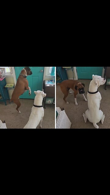 Excited Dog Welcomes Home His Little Owner