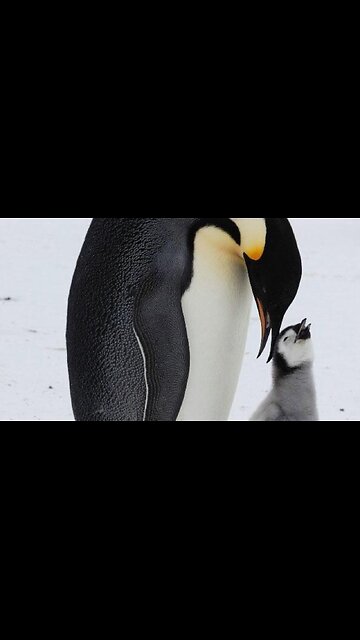 Baby Penguin Calling For it's Mother | Rumble Online Cute Animals