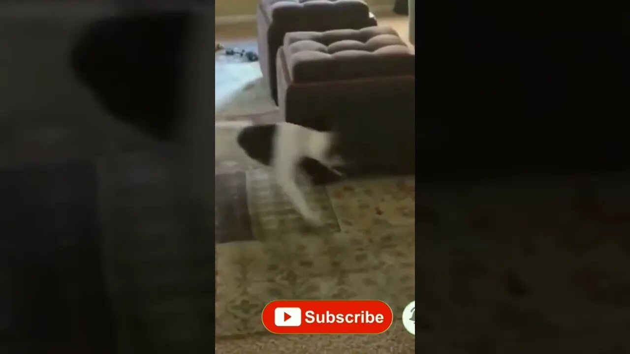 কিভাবে ঘুরতে জীবন শেষ😀😀|| Animal around and finish life #funnyanimals #animalslover #shortsvideo