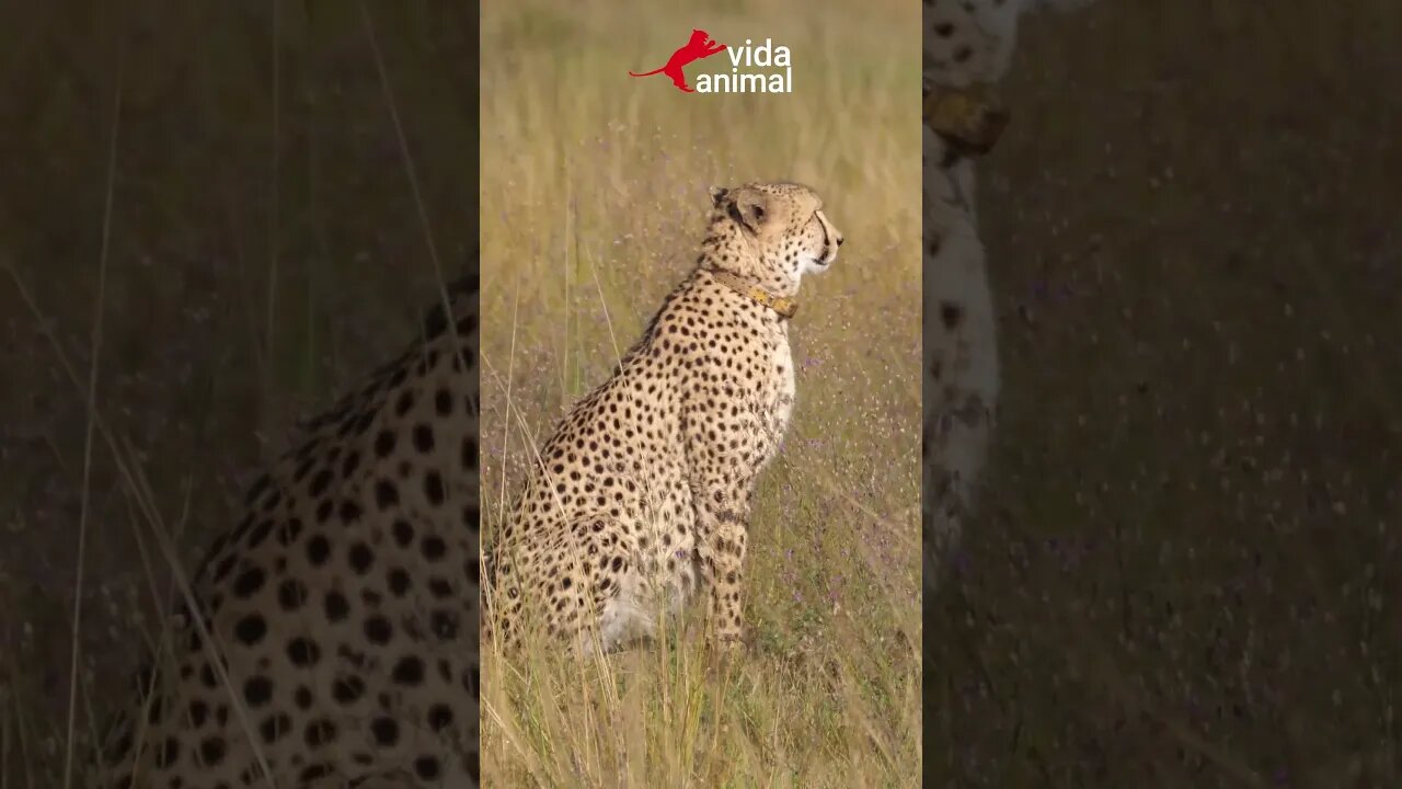 É IMPRESSIONANTE COMO HIENAS ROUBAM PRESA DE CHITAS - VIDA ANIMAL