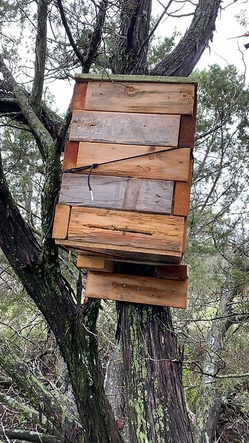 Happy hunting! Wet springs make for lots of bees!