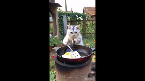 Cat cooking egg
