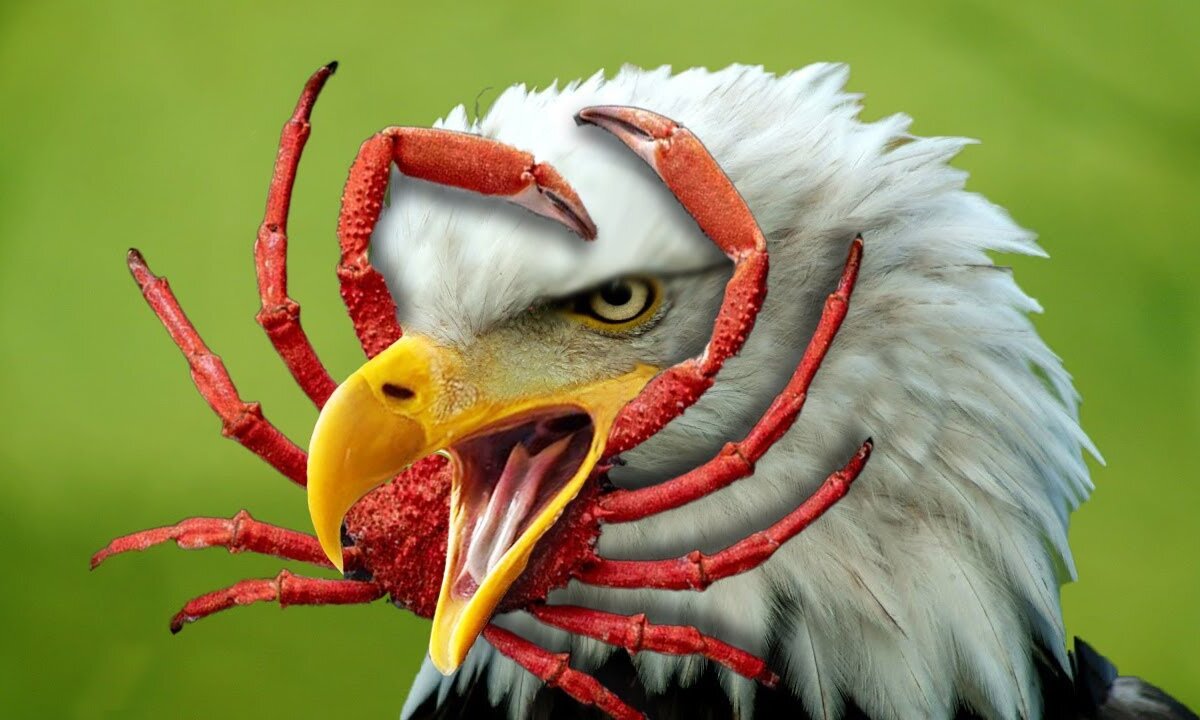 Animal Vised: The Epic Showdown - Why Eagles Fear Crabs