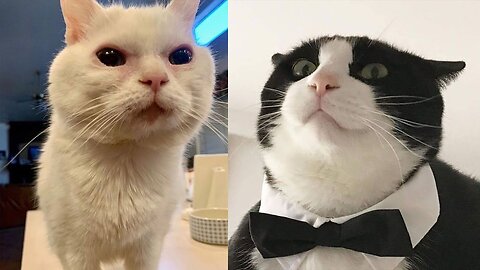 New Cats Videos 2024 😹 Funny Cat Videos − Funny Cats Part 2