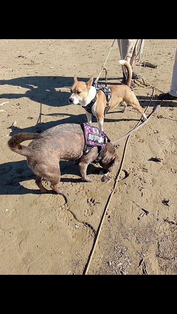 Dogs at the Lake Claire Bear and Tucker Carlson