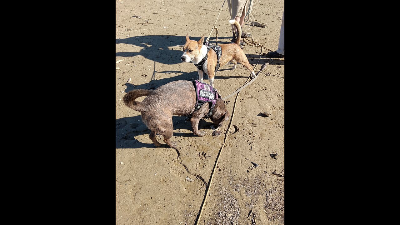 Dogs at the Lake Claire Bear and Tucker Carlson