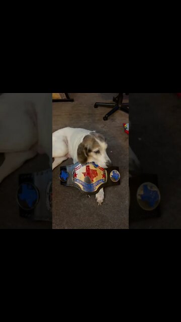 Serenity The HOUND DOG Is The CHAMPION!