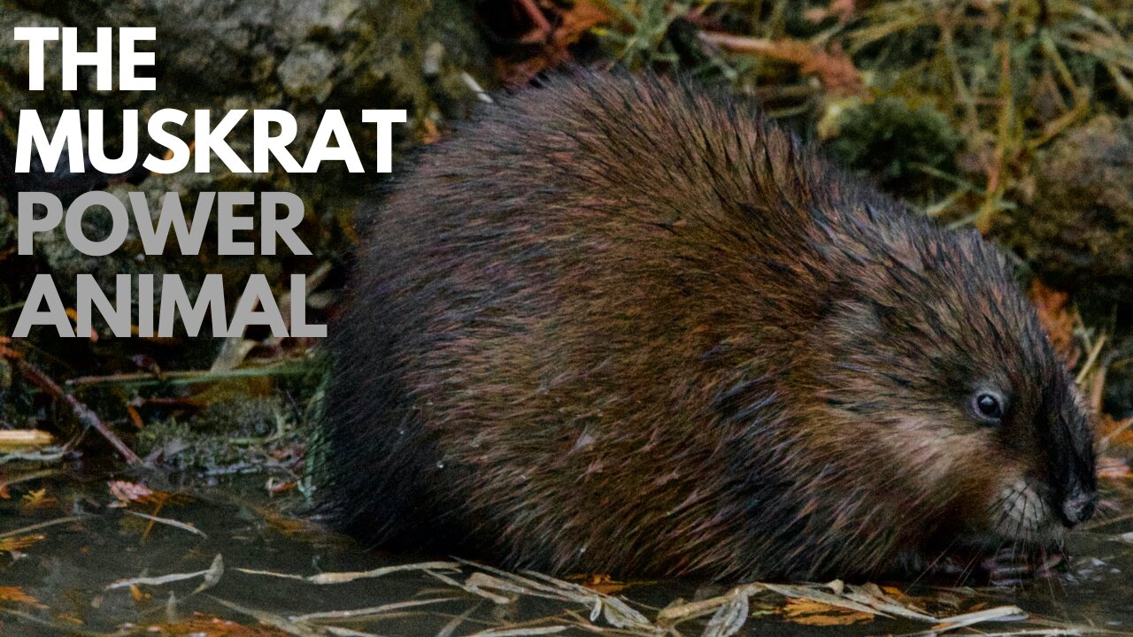 The Muskrat Power Animal