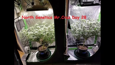 North Genetics Mr. Cruz "APPLES TO APPLES? SIDE BY EACH" ep.4 Day 28 Mars TS1000 Viparspectra P1500