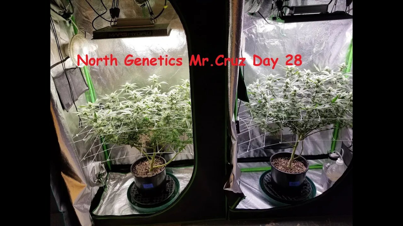 North Genetics Mr. Cruz "APPLES TO APPLES? SIDE BY EACH" ep.4 Day 28 Mars TS1000 Viparspectra P1500