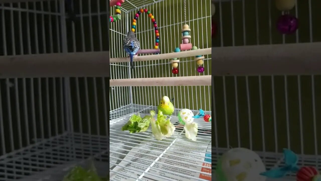 Happy Budgies!🤗 #shorts #youtubeshorts #animallover #funny #budgies #birds