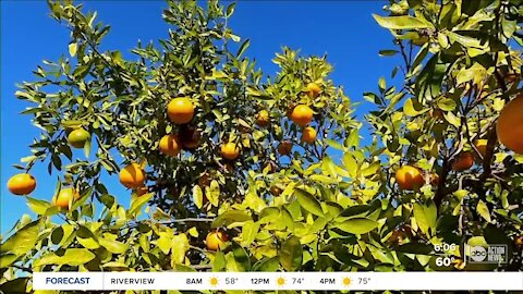 Strengthened by new funding, UF researchers intent on saving Fla. citrus