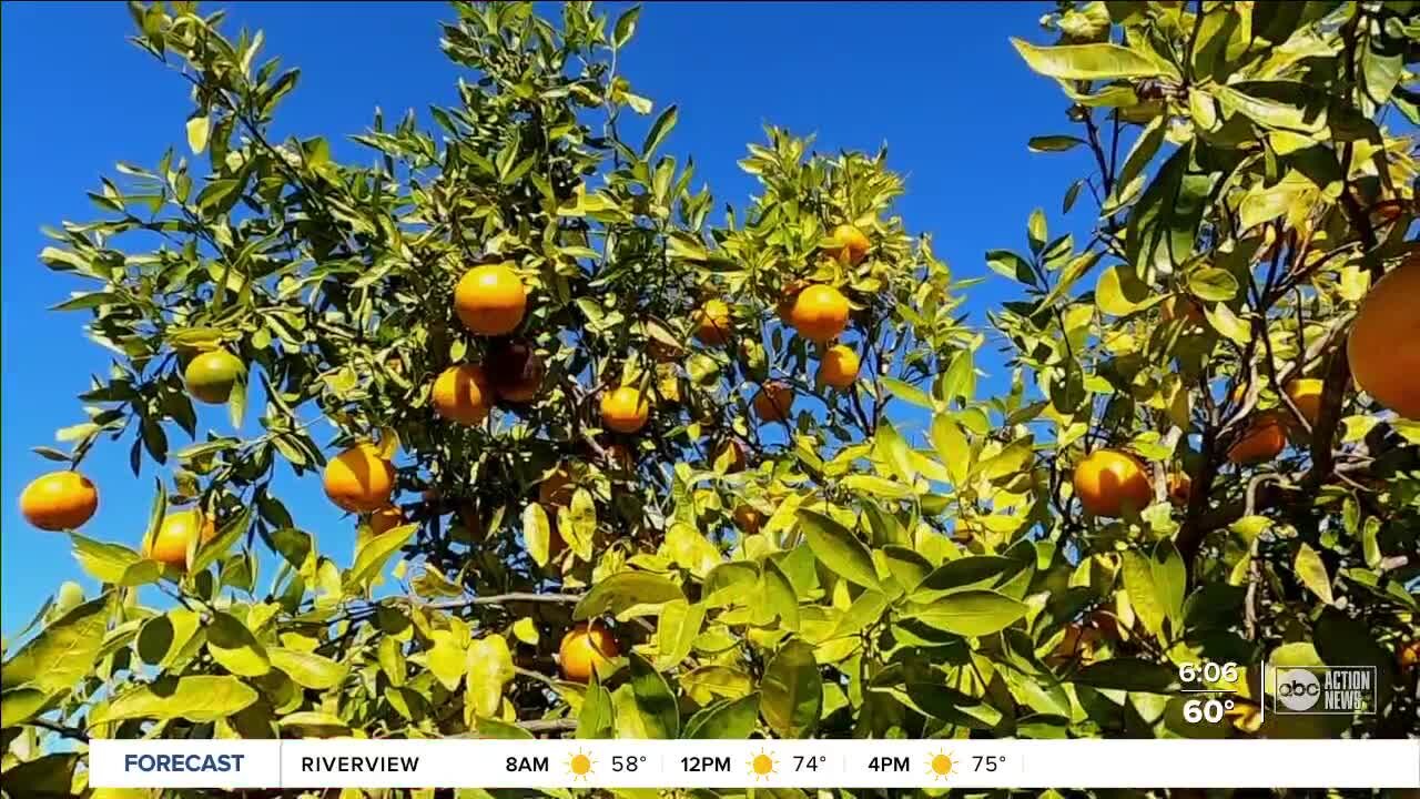 Strengthened by new funding, UF researchers intent on saving Fla. citrus