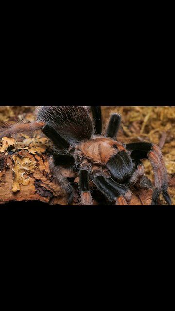 The Mexican Blood Leg Tarantula (Aphonopelma bicoloratum) #shorts