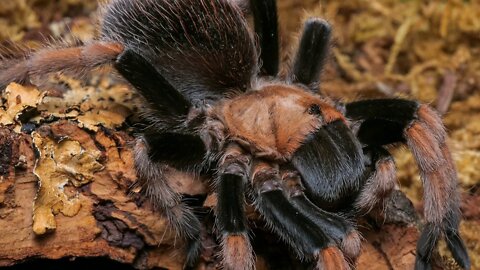 The Mexican Blood Leg Tarantula (Aphonopelma bicoloratum) #shorts