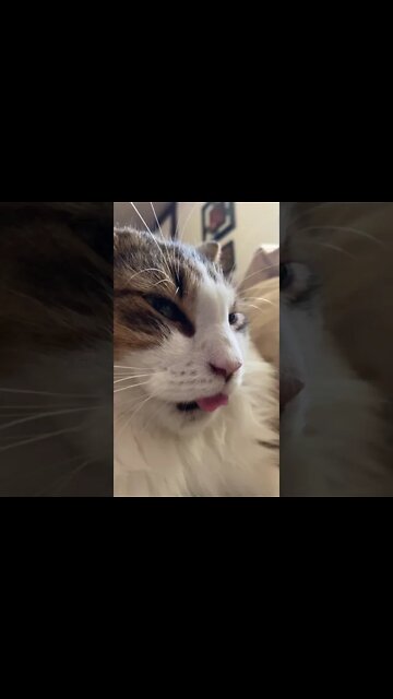 Kitty cat in la la land Daydream