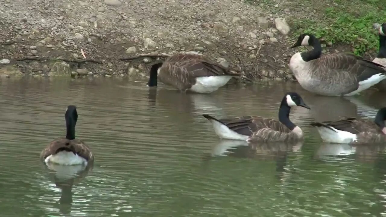 Geese Near Water Shore