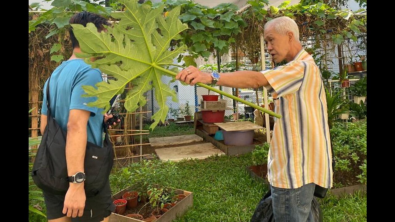 Cancer & Stroke: Jimmy Lee's DIY Papaya Leaf Cure (1 of 5)