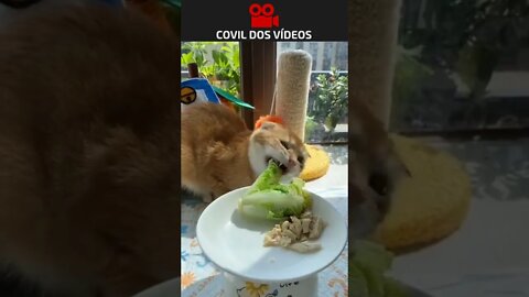 veja o gato que começou a fazer dieta 😂😂😂