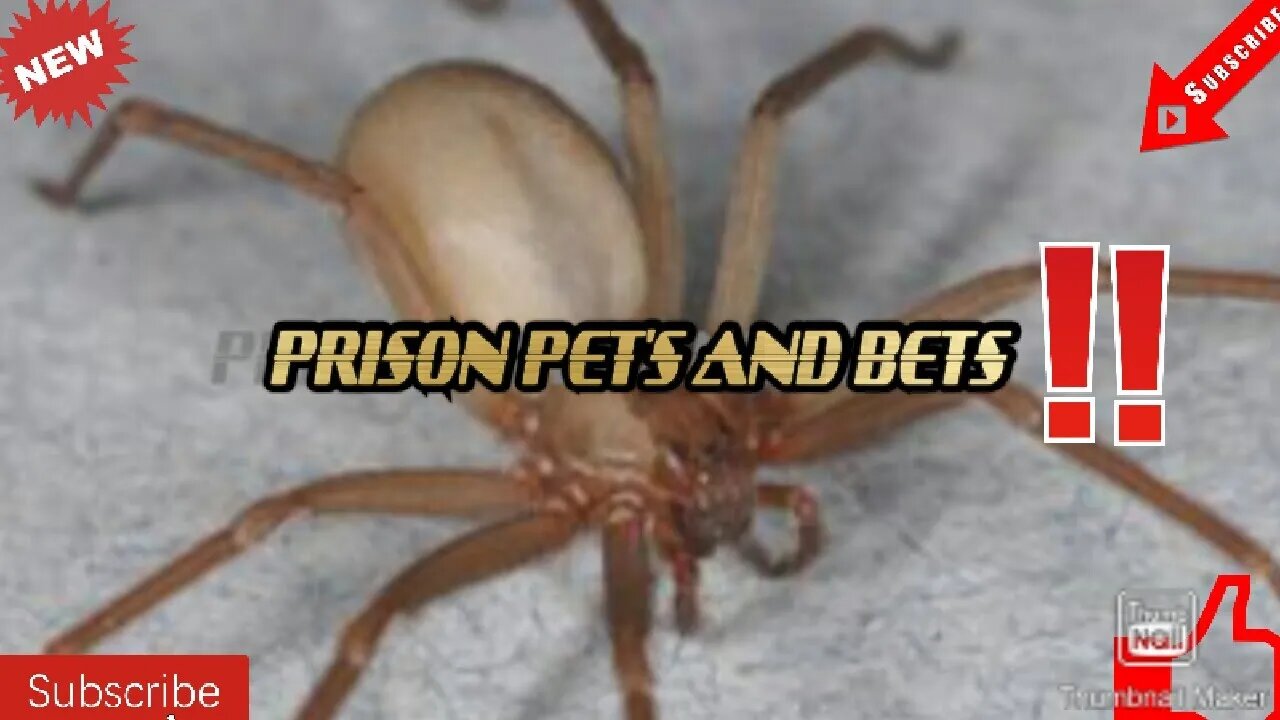 PRISON SPIDERS AND SUPERSTITION'S(Watch to the end and comment)