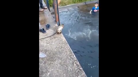 Monkeys see, monkeys do..🐒🧒🏊😍