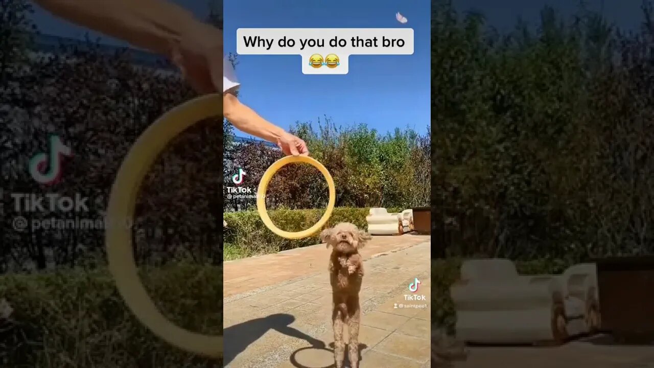 Wtf you do that 😂 #shorts #trendingshorts #pets #saintpee #trending