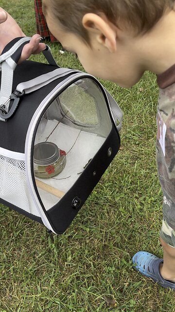 Hummingbird @ Scottish Festival 2023 #hummingbirds #scottishfestival #animalrescue #bird