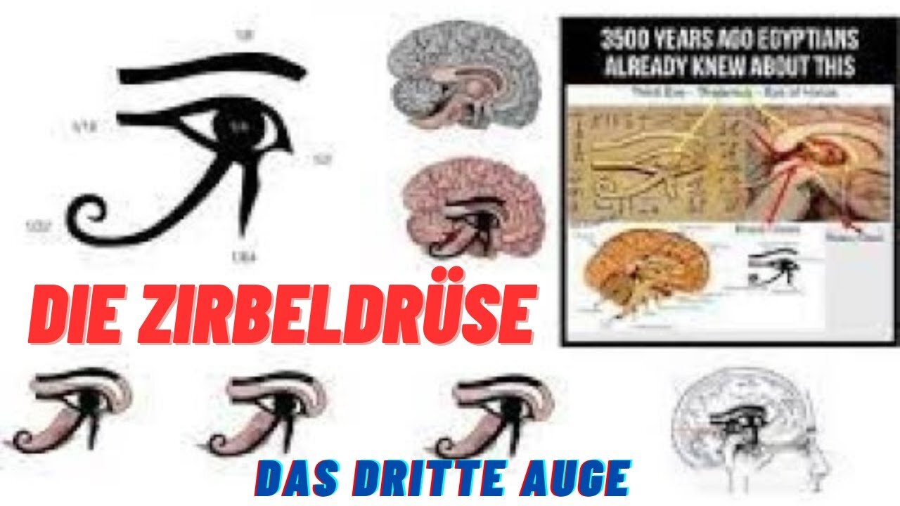 Die Zirbeldrüse. Das dritte Auge/ Stirnchakra.