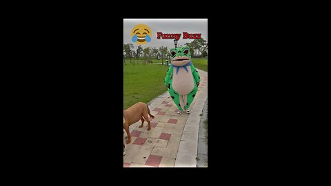 frog man funny video 1