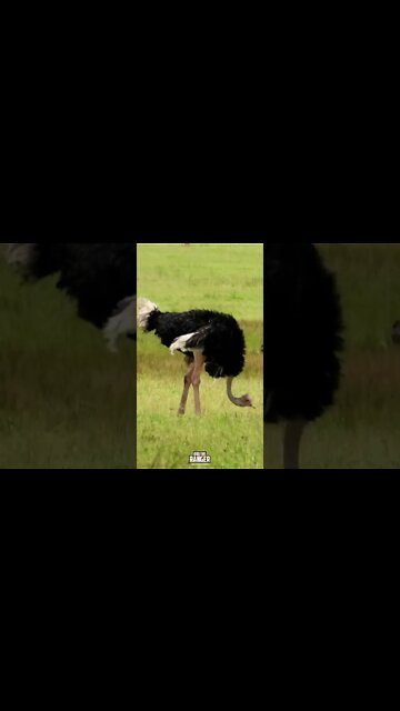 Maasai Ostrich | Saturday #shorts | #giveityourbestshort