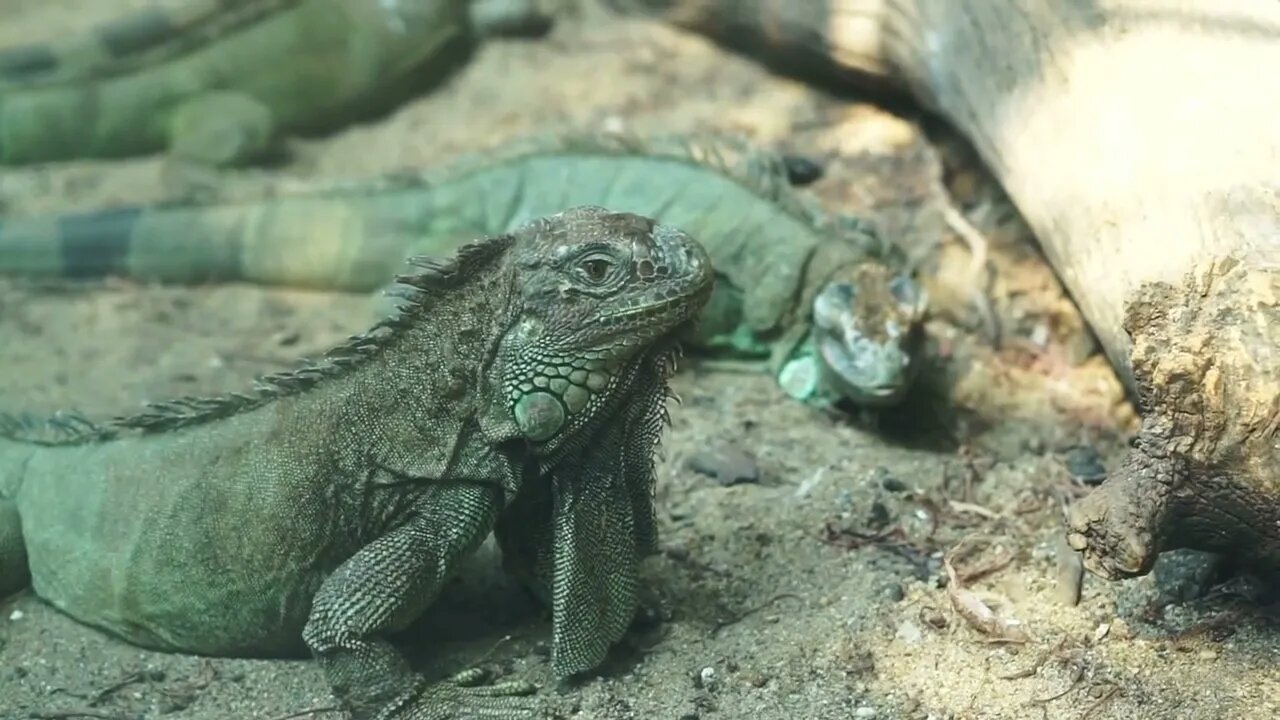 Green big two iguanas together on sand floor