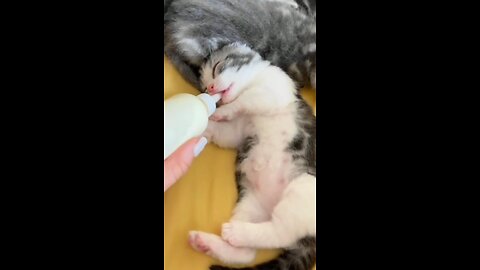 cute cat videos😍❤😘