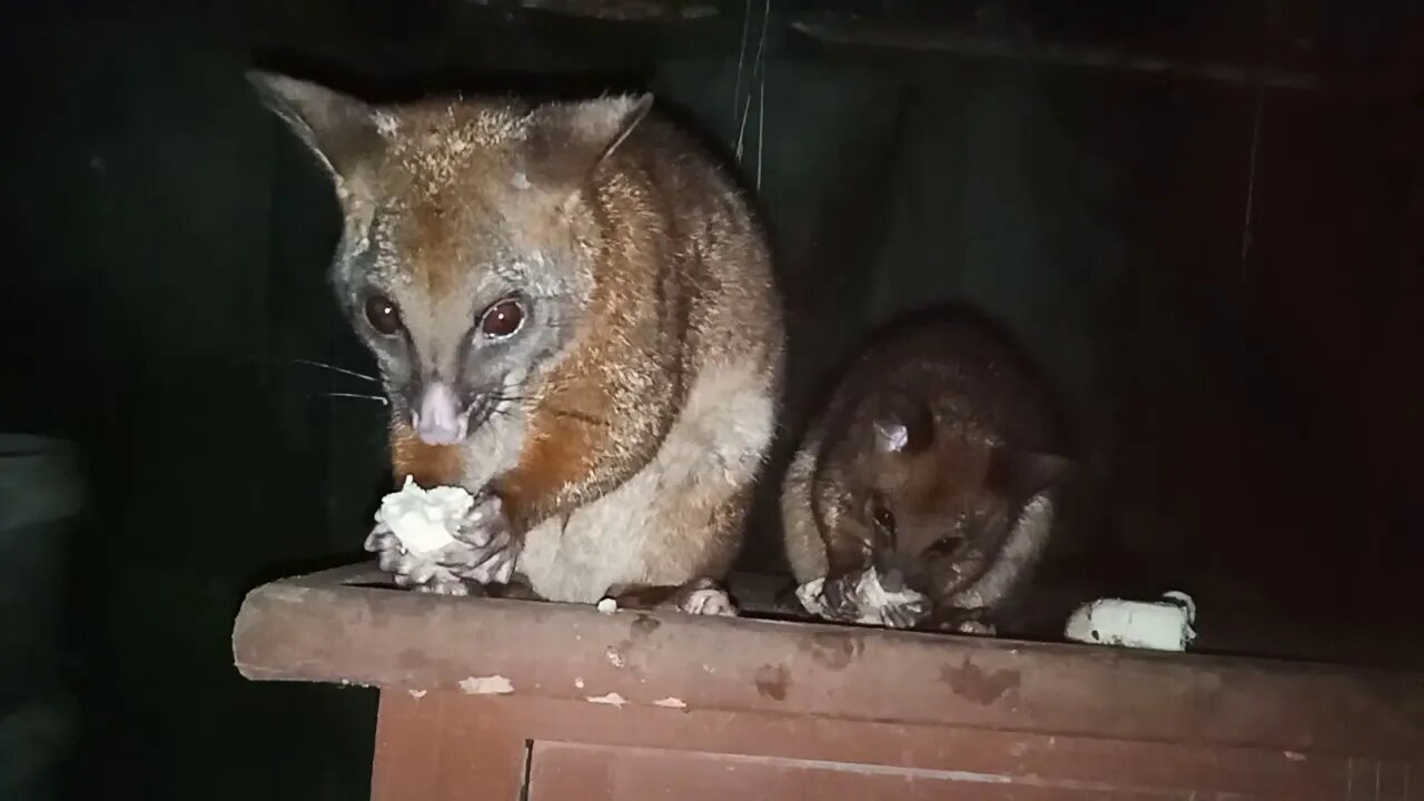 ( Part 2 ) Bandit the Australian Possum and her Baby, 12th February 2021