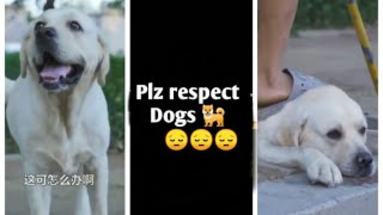 DOG SAVE BLIND MAN LIFE 😚😚😗 #DOGS#DOGSAVE#SHOTS