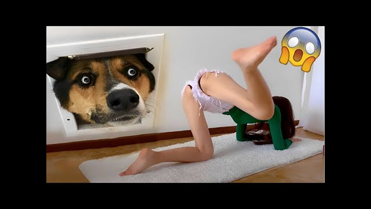 Videos to distract your kids-funny animals that will make you laugh