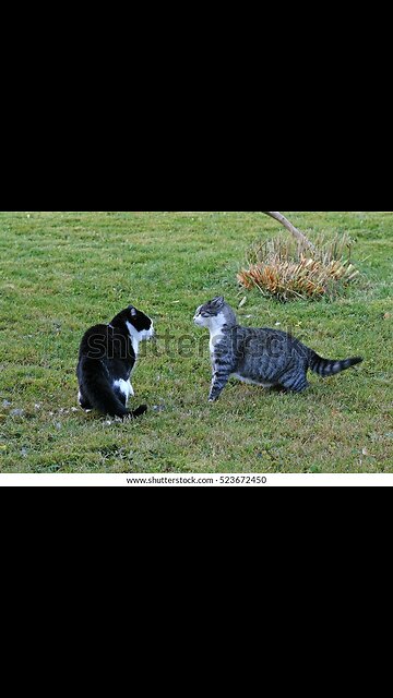 Just a kid and his adorable cats