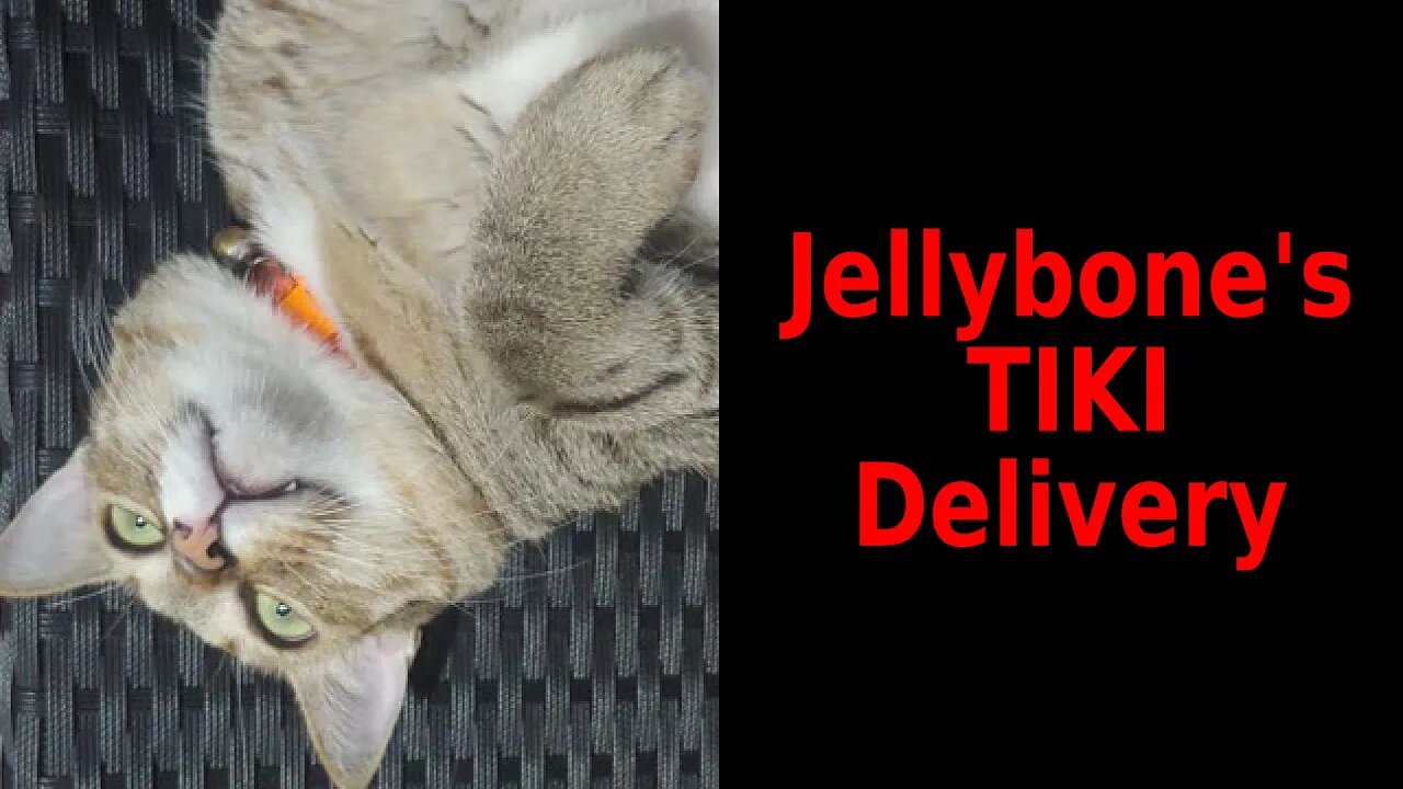 Jellybone's Tiki Delivery - an Unsuccessful Unboxing Video (Cat Vid)