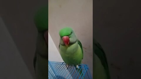 Cute Parrot /Lovely Paarrot / Videos