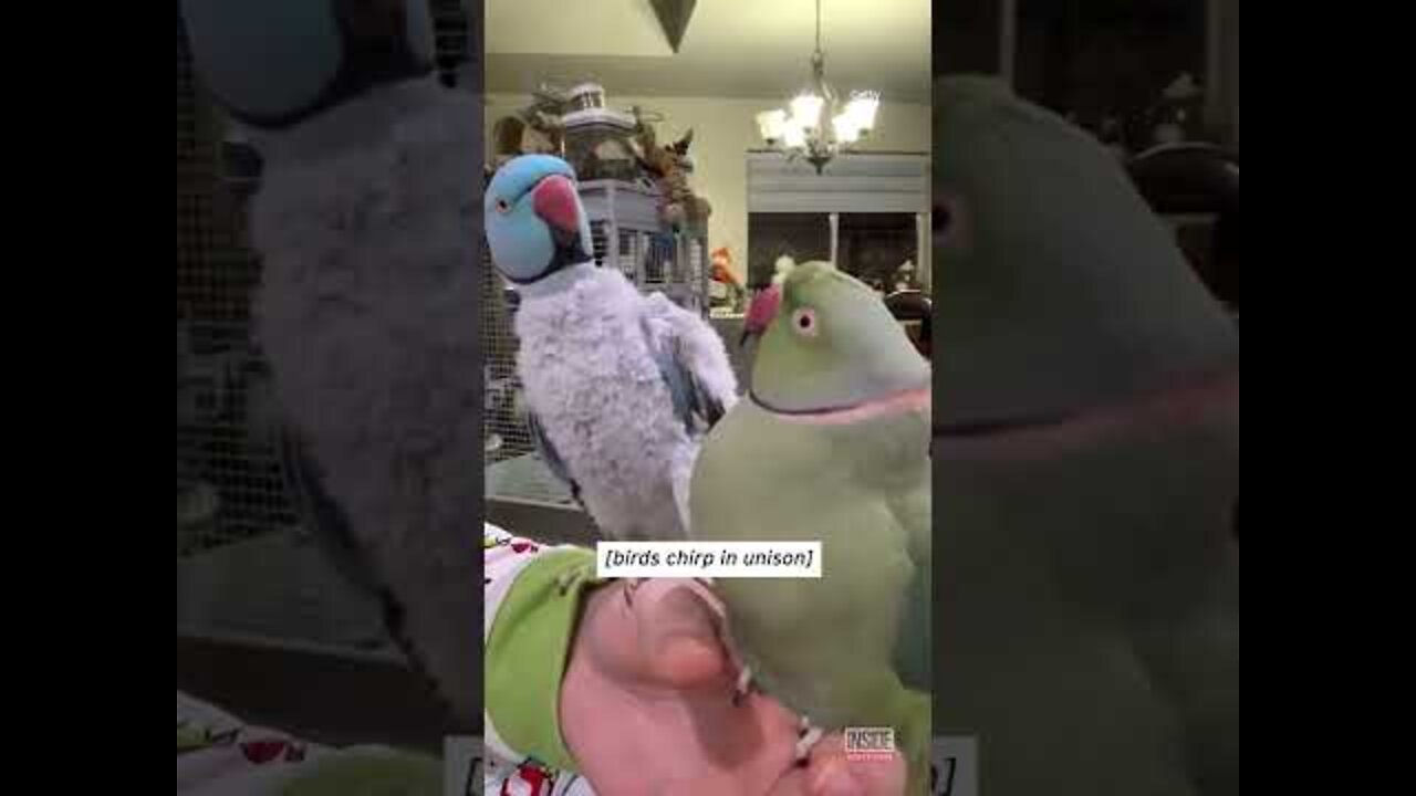 Bird Kisses and Says ‘I Love You’ to Friend