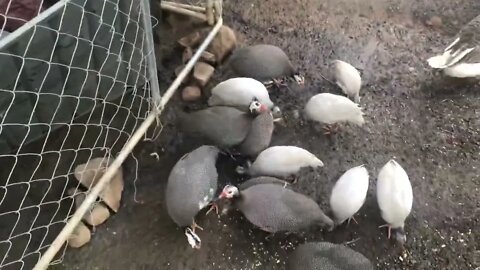 Feeding time at the zoo Part I dinner mayhem and birds