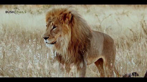 BUSCHTRAILS SAFARIS NAMIBIA