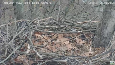Hays Bald Eagles Nest structure study Pan 2020 11 25 827am