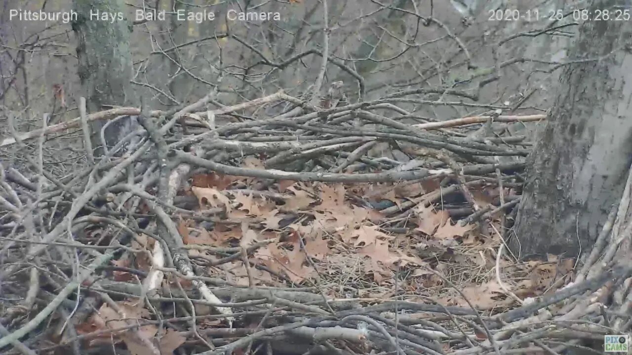 Hays Bald Eagles Nest structure study Pan 2020 11 25 827am